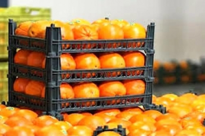 آغاز توزیع میوه و خرما در ۵۱ نقطه  گیلان/ قیمت پرتقال هر کیلو ۱۶ هزار تومان است