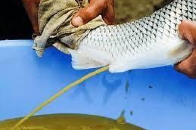 اولین تکثیر مصنوعی ماهی سفید پرورشی و تولید نسل اول در کشور