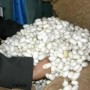 noghaan1