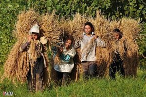 فاتحه برنجکاری گیلان خوانده شد !؟