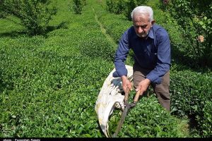 ۳۰ میلیارد تومان تسهیلات بهزراعی به چایکاران کشور پرداخت میشود