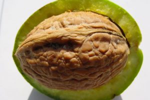 برداشت بیش از ۱۷۰۰تن گردو در تالش