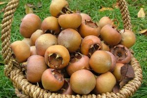 برداشت «ازگیل» از باغات گیلان آغاز شد