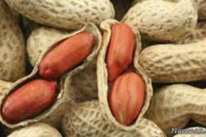 آستانه برند معتبر بادام زمینی کشور