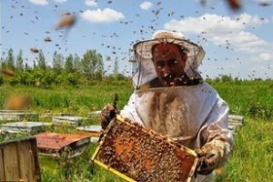 برداشت عسل از ۲۹۰ هزار کندو در گیلان/۵۵۰۰ تن عسل تولید می شود