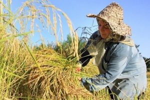 تولید یک میلیون و ۲۰۰هزار تن شلتوک در گیلان
