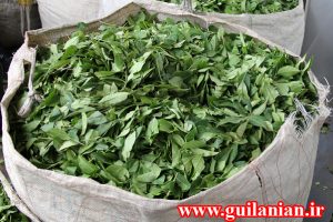 کاهش ۲۲ درصدی برداشت چای نسبت به سال گذشته
