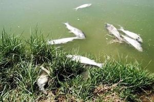 بیش از ۲ میلیون بچه ماهی در رودخانه زرجوب رشت تلف شدند