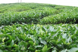 استاندار گیلان خواستار تجدیدنظر دولت در قیمت تضمینی برگ سبز چای شد