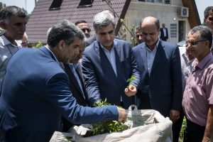 اقدامات حمایتی دولت تدبیر و امید رونق چشمگیر صنعت چای داخلی را رقم زده است