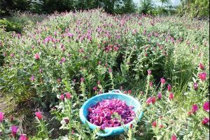 آغاز برداشت گل گاو زبان در اشکورات رودسر