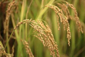 قیمت برنج در کمیته ویژه تعیین می شود