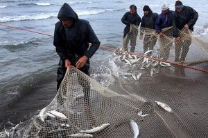 ۲۲۰تن انواع ماهیان استخوانی در سواحل رودسر صید شد