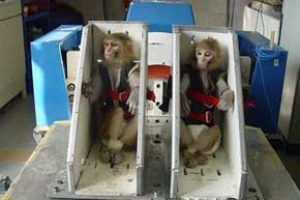 آموزش یکساله میمون های فضانورد پایان یافت