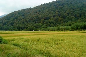۵ میلیارد تومان اعتبار سند راهبردی برنج کشور محقق نشد