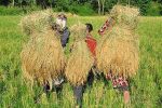 بی‌تفاوتی وزیر جهاد کشاورزی نسبت به برنج گیلان