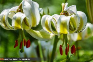سوسن چلچراغ نادرترین گل جهان در گیلان
