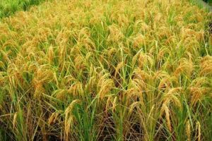 اثر منفی واردات برنج بر بازار برنج بومی