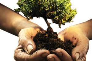 به مناسبت هفته درختکاری ۳۱۵ هزار انواع نهال درخت در گیلان توزیع شد