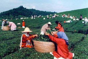 بیش از ۴۶ هزار تن برگ سبز چای از چایکاران شمالی خریداری شد