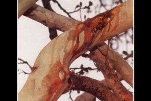 درخت چنار الموت روز عاشورا خون می‌گرید !