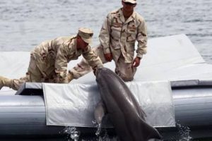 استفاده از « دلفین » برای مقابله با ایران در تنگه هرمز