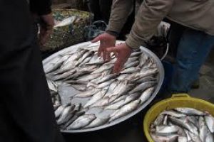 افتتاح بزرگ‌ترین بازار الگویی ماهی کشور در رشت