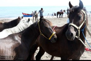جشنواره زیبایی اسب کاسپین در منطقه آزاد انزلی برپا شد