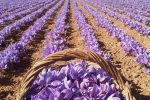 آغاز برداشت زعفران از مزارع گیلان / توزیع پیاز زعفران بصورت رایگان بین کشاورزان