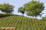 خرید بیش از ۲۰ هزار تن برگ سبز چای از چایکاران شمال
