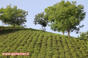 تولید ۱۸ هزار تن چای در گیلان