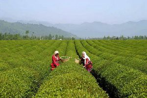 مرگ خاموش بوته های چای در اثرخسارت نماتد زخم ریشه
