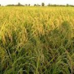 انتقاد از تخصیص ۷۰۰ میلیارد تومان به قرارگاه خاتم برای کشت برنج/ خودکفایی در تولید امکان‌پذیر نیست