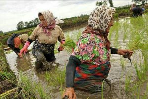 “کشت قراردادی برنج” کرامت دیگری از جهاد کشاورزی