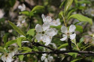 شکوفه‌ها و برگ سبز درختان، نوید بهار زودرس دارد