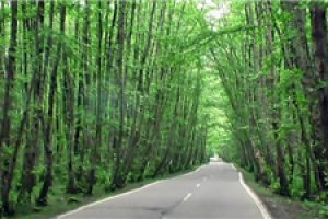 اجرای طرح مدیریت چندمنظوره جنگل در جنگل‌های هیرکانی گیلان