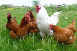 ۹ میلیون قطعه طیور بومی در گیلان نگهداری میشود