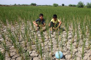 اختصاص اعتبار ۱۰ میلیارد تومانی برای مبارزه با خشکسالی در گیلان