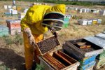 ۲۰ میلیارد تومان تسهیلات بانکی به زنبورداران گیلانی پرداخت شد