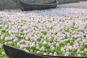 پیش بینی اعتبار ۱۸ میلیاردی برای احیای تالاب و مبارزه با سنبل آبی