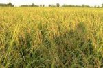 معرفی ارقام جدید “برنج” در گیلان؛ ‌«تیسا»، «رش» و «آنام» ‌برنج ‌بیشتری ‌در اختیار کشاورزان قرار می‌دهد‌