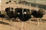صادرات ۱۲۵۰ قطعه جوجه شتر مرغ تولیدی در گیلان به خارج از کشور