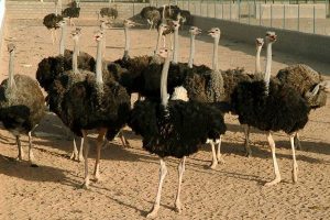 ۵۰ تن گوشت شترمرغ سالانه در استان گیلان تولید میشود