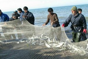 تاکنون ۲۳۰ تن ماهی به ارزش بیش از هشت میلیارد تومان در گیلان صید شد