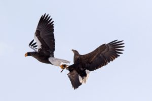 (تصاویر) زورگیری عقاب در آسمان!