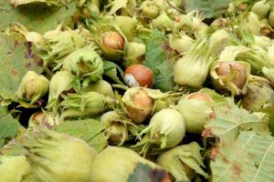 رودسر قطب تولید فندق کشور است