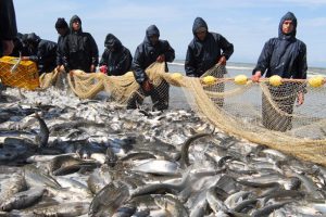 کاهش ۲۰ درصدی صید ماهیان استخوانی در گیلان
