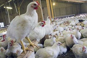 میزان تولید گوشت سفید در گیلان افزایش یافت