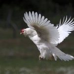 مرغ کیلویی۲۵۰۰۰ تومان چون  تعاونی توزیع نمی شود