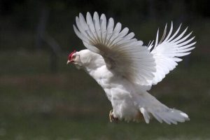 مرغ کیلویی۲۵۰۰۰ تومان چون  تعاونی توزیع نمی شود